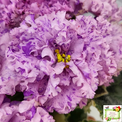 АВ-Розовое Шампанское (Фиалковод) 2020 г.