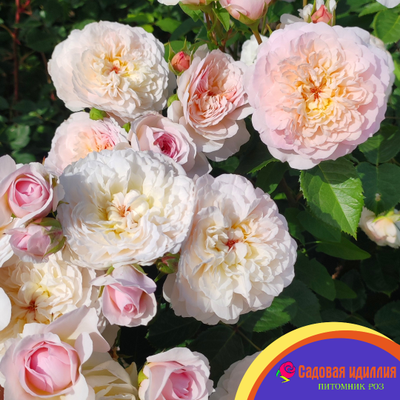 Эмили Бронте (Emily Bronte)