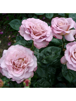 Блю гёрл(Blue girl)