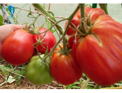 Томат Бычье сердце Ревьера