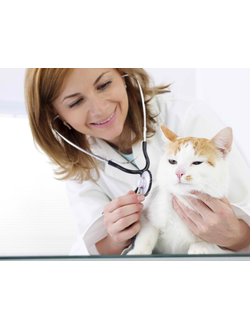 Вызов ветеринарного врача на дом