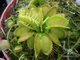 Dionaea muscipula Cross teeth#2