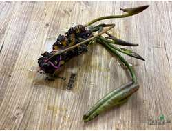 Нимфея Иннер Лайт