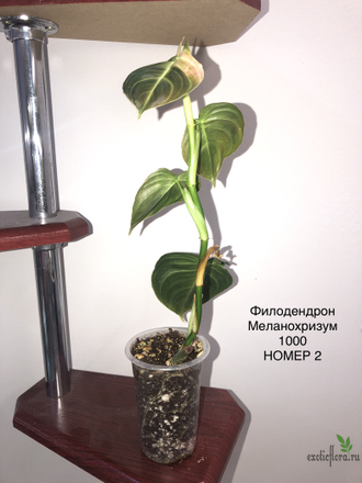 Philodendron Melanochrysum / Филодендрон Меланохризум