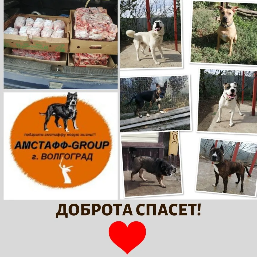 8.05 мы передали наши с вами подарки подопечным куратора Яны (приют АМСТАФФ-GROUP). За период с 07.04 по 07.05 сумма по благотворительным купонам составила 2682 руб. Всем, кто принимает участие в акции, от сободеток большое спасибо!
