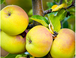 Тургеневское (яблоня)