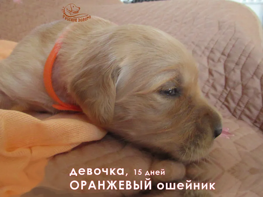 Девочка с оранжевым ошейничком, 15 дней