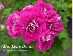 Пеларгония Морленс Дих фото