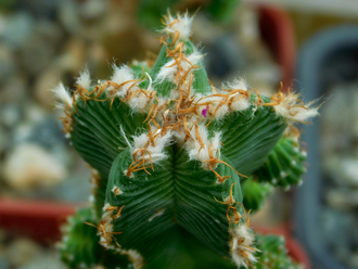 Aztekium valdezii - 10 семян