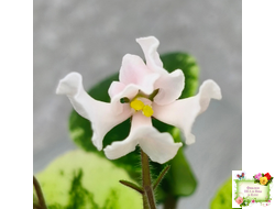 LV-15 сеянец (Л. Шевелёва) (стартер)