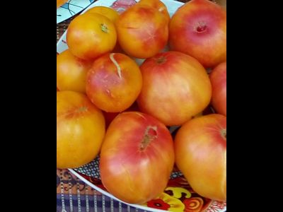 Томат Лаки Кросс (Lucky Cross), Канада