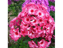 Флокс Уральские Сказы (Ural'skie skazy)