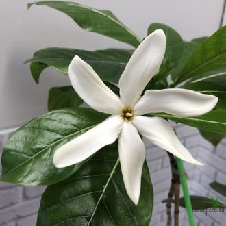 Gardenia taitensis