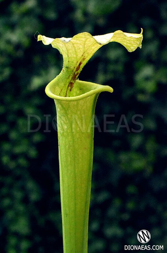 Семена Sarracenia hybrid 5