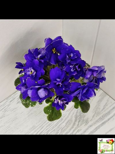 Star Wars (Baker) (пестролистный гёрл)