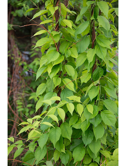 ДРЕВОГУБЕЦ