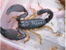 Heterometrus madraspatensis