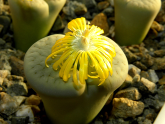 Lithops pseudotruncatella ssp.archerae С306 - 10 семян