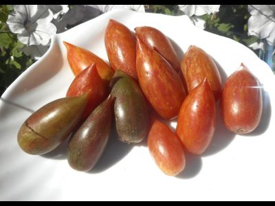 Томат Конфета сладкая сосулька (Candy Sweet Icicle)