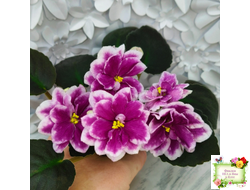 АВ-Последняя Любовь Самурая (Фиалковод) 2021 г.