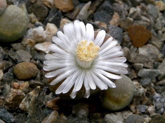 Lithops hallii (syn.salicola reticulata) C087 - 10 семян