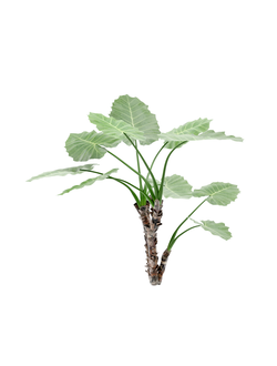 тропические Алоказия крупнокорневая 01 04