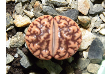 Lithops bromfieldii v.mennellii C283 pale selection
