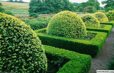 Самшит - Buxus