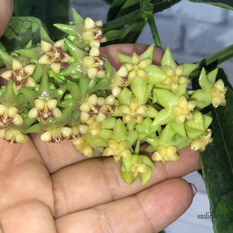 Hoya Amrita