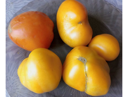 Томат гном Абрикос Виллы Карибу (Dwarf Willa’s cariboo apricot)