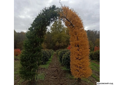 Топиар Арка из Лиственницы Маргилинда - Larix marschlinsii