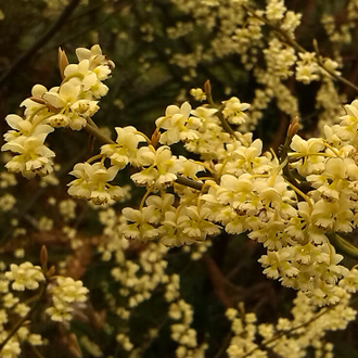 Литсея кубеба (Litsea cubeba) плоды (10 мл) - 100% натуральное эфирное масло