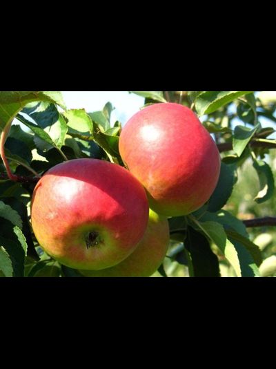 Жигуленок спур (яблоня)