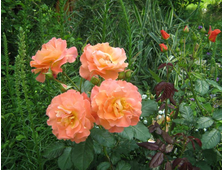 Вестерланд роза
