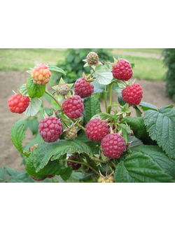 Малина красная  Нектарная