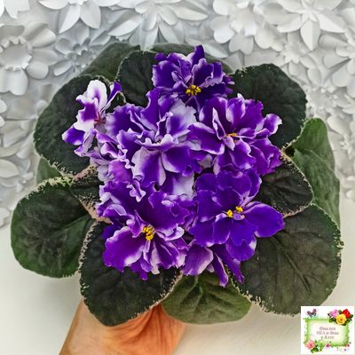 ВаТ-Морской Стиль (Т. Валькова) 2019 г.