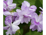 Primula sieboldii Koharu Biyori