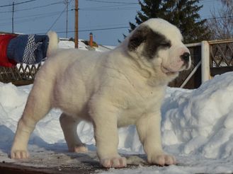 Кобель №1. Айгиур. Продан г. Нижний Тагил