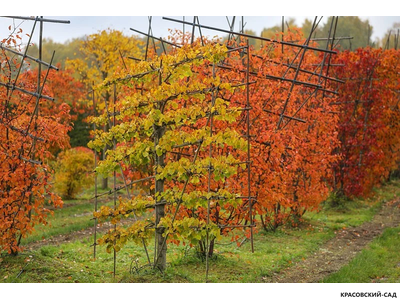 Топиар клён Гиннала в форме шпалеры