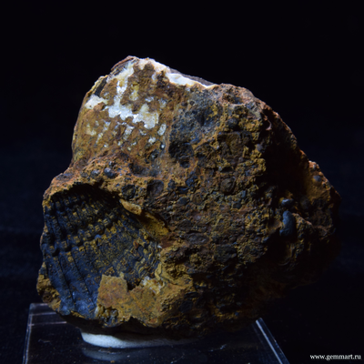 Керченит и силомелан в полости морской ракушки. 61*57*26мм