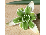 Galanthus  "Blewbury Tart"