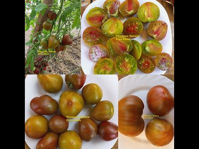 Томат Румянец Эрокса (Erox Blush)