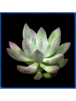 Pachyveria