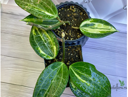14/02/2025 hoya macrophylla variegated ‘Pot of Gold’