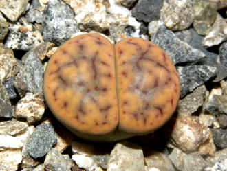 Lithops schwantesii 'triebneri' - 10 семян