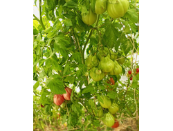 Томат Ребелпик (Rebelpik), Польша