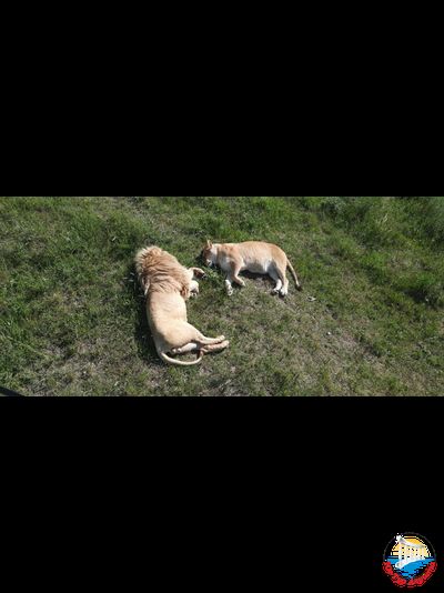 Сафари-парк "Тайган"