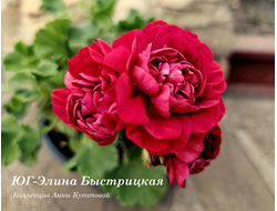 Пеларгония Элина Быстрицкая
