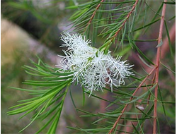 Гидролат Чайное дерево (Melaleuca alternifolia) Листья 100 мл