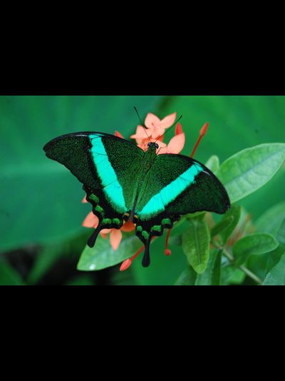 Тропикарий-ферма Бабочек 14 куколок разные виды